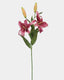 Plum Stargazer Lily 37.5" - 1
