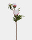 White and Pink Peony Spray 19" - 1