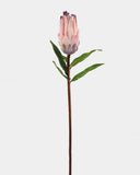 Pink Mink Protea 29" - 1