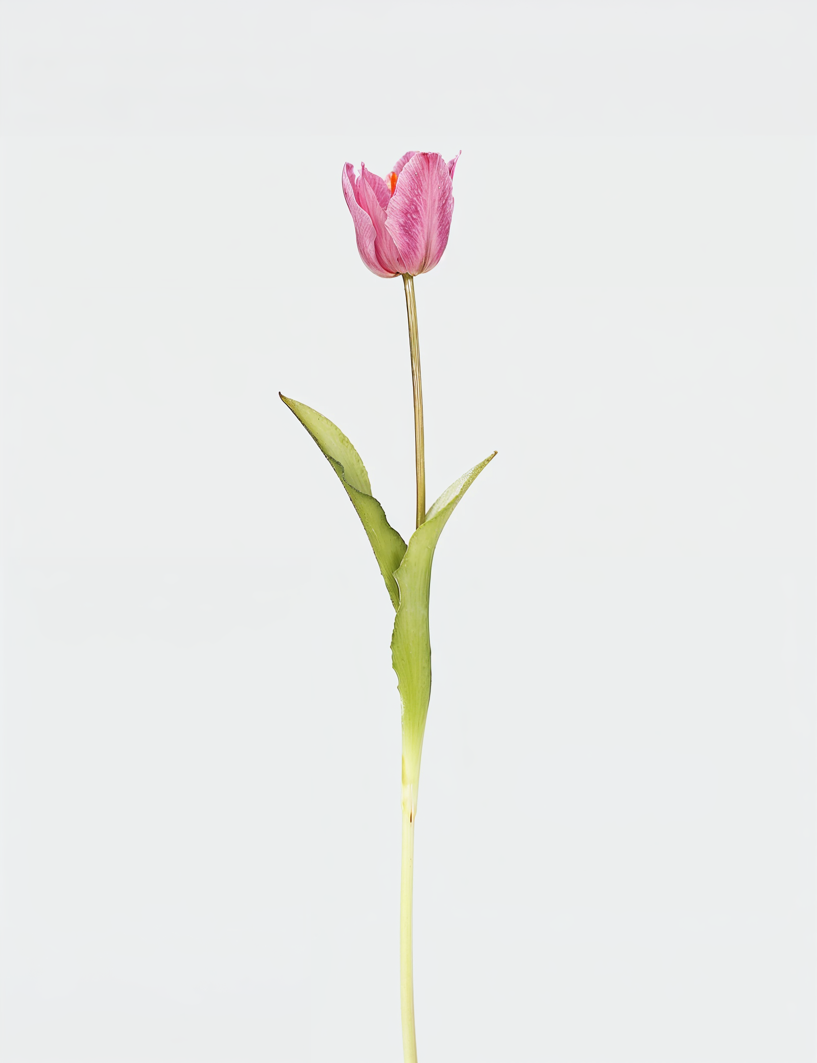Real Touch English Large Tulip Single Stem - Flovery
