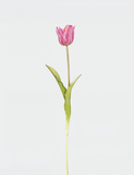 Real Touch English Large Tulip Single Stem