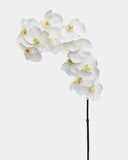 Large White Orchid Phalaenopsis 34" - 1