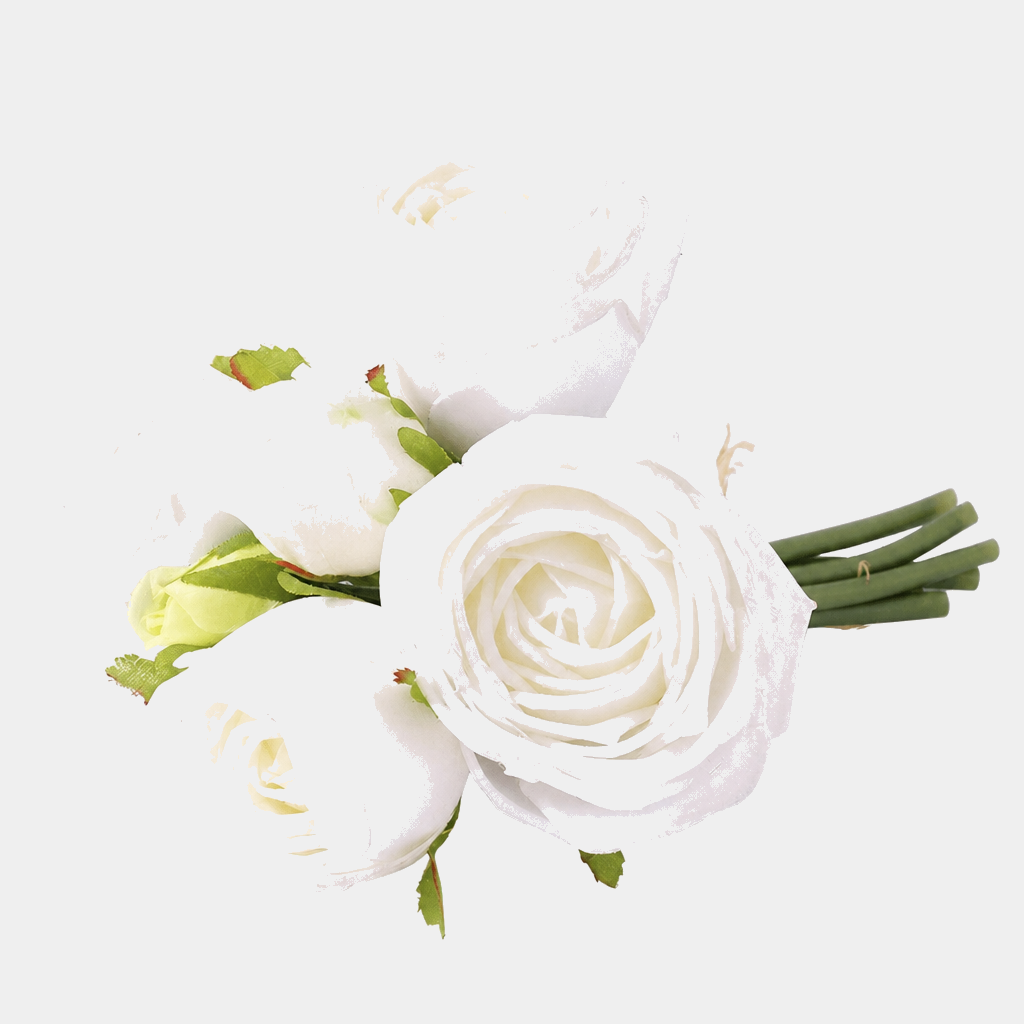 6 Cabbage Rose Bundle — text removed