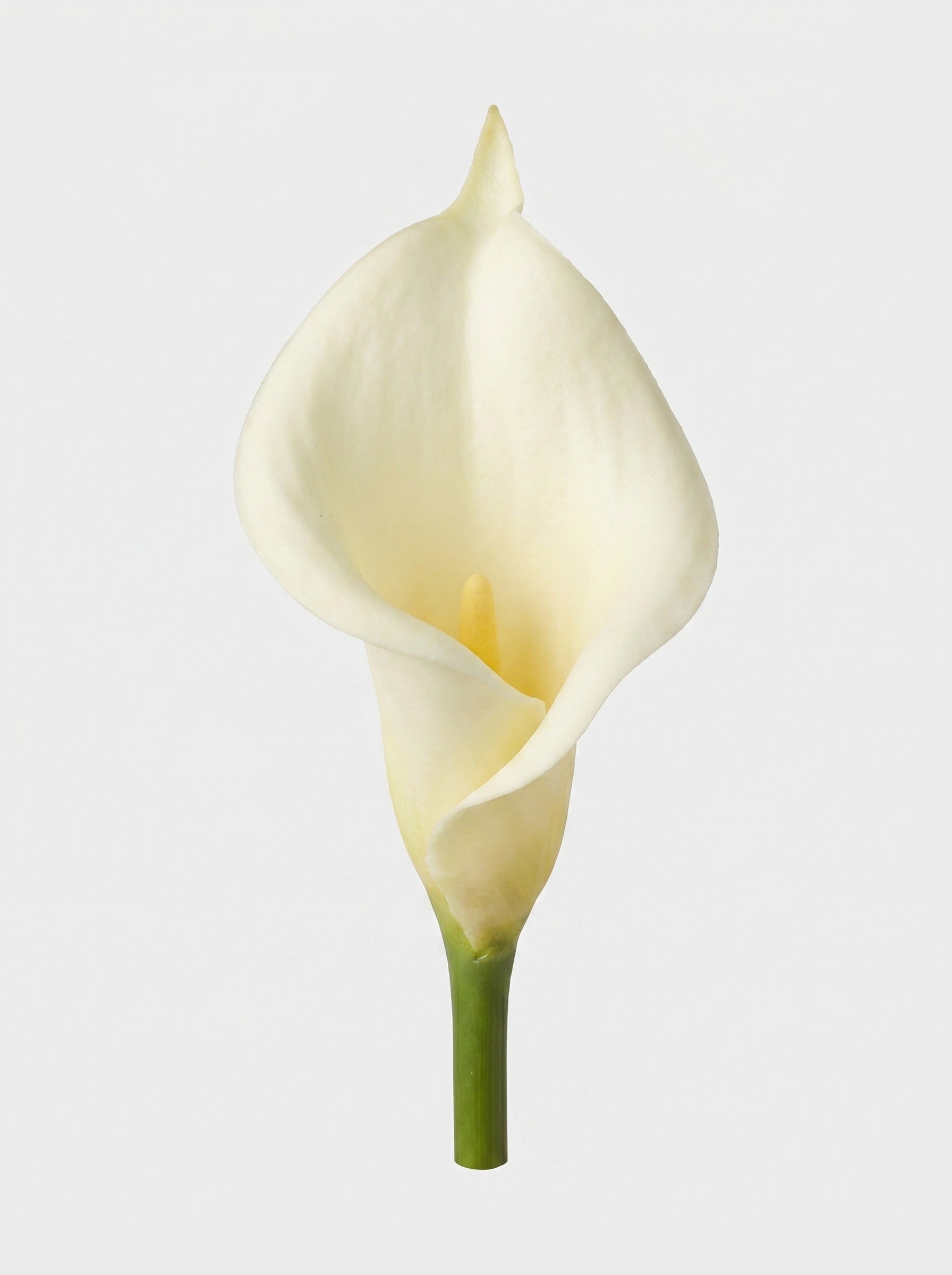 Large Calla Lily Single Stem - White - bloom close-up (Studio Gray) Main image