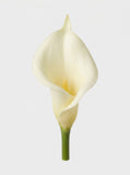 Large Calla Lily Single Stem - White - bloom close-up (Studio Gray)