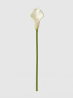 Large Calla Lily Single Stem - White - full stem (Studio Gray)