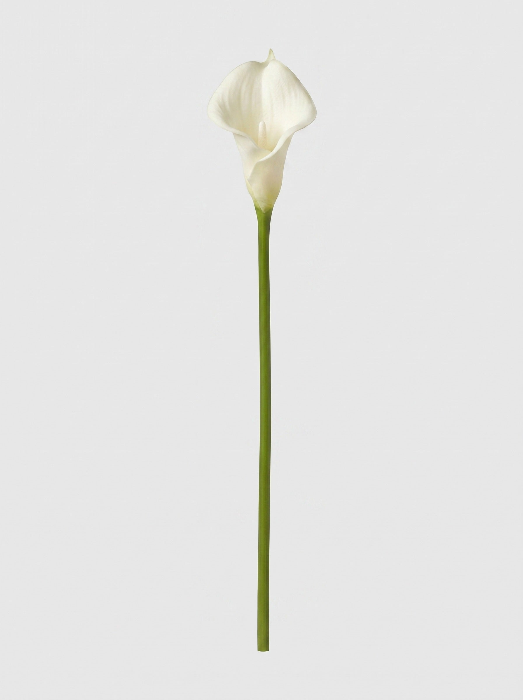 Large Calla Lily Single Stem - White - full stem (Studio Gray)