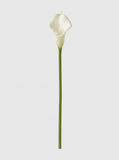 Large Calla Lily Single Stem - White - full stem (Studio Gray)
