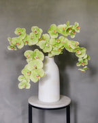 Green Phalaenopsis Orchid 33" - 2
