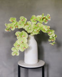 Green Phalaenopsis Orchid 33" - 2