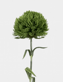 Grass Ball Green Dianthus Single Stem