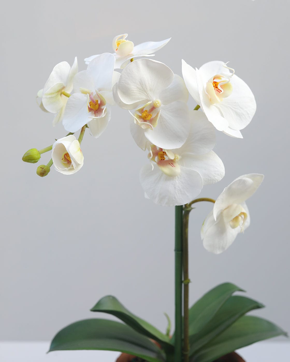 Faux Orchid in Terracotta Pot 19" Secondary image