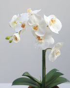 Faux Orchid in Terracotta Pot 19" - 2
