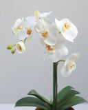 Faux Orchid in Terracotta Pot 19" - 2