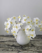 White Orchid Phalaenopsis 23" - 2