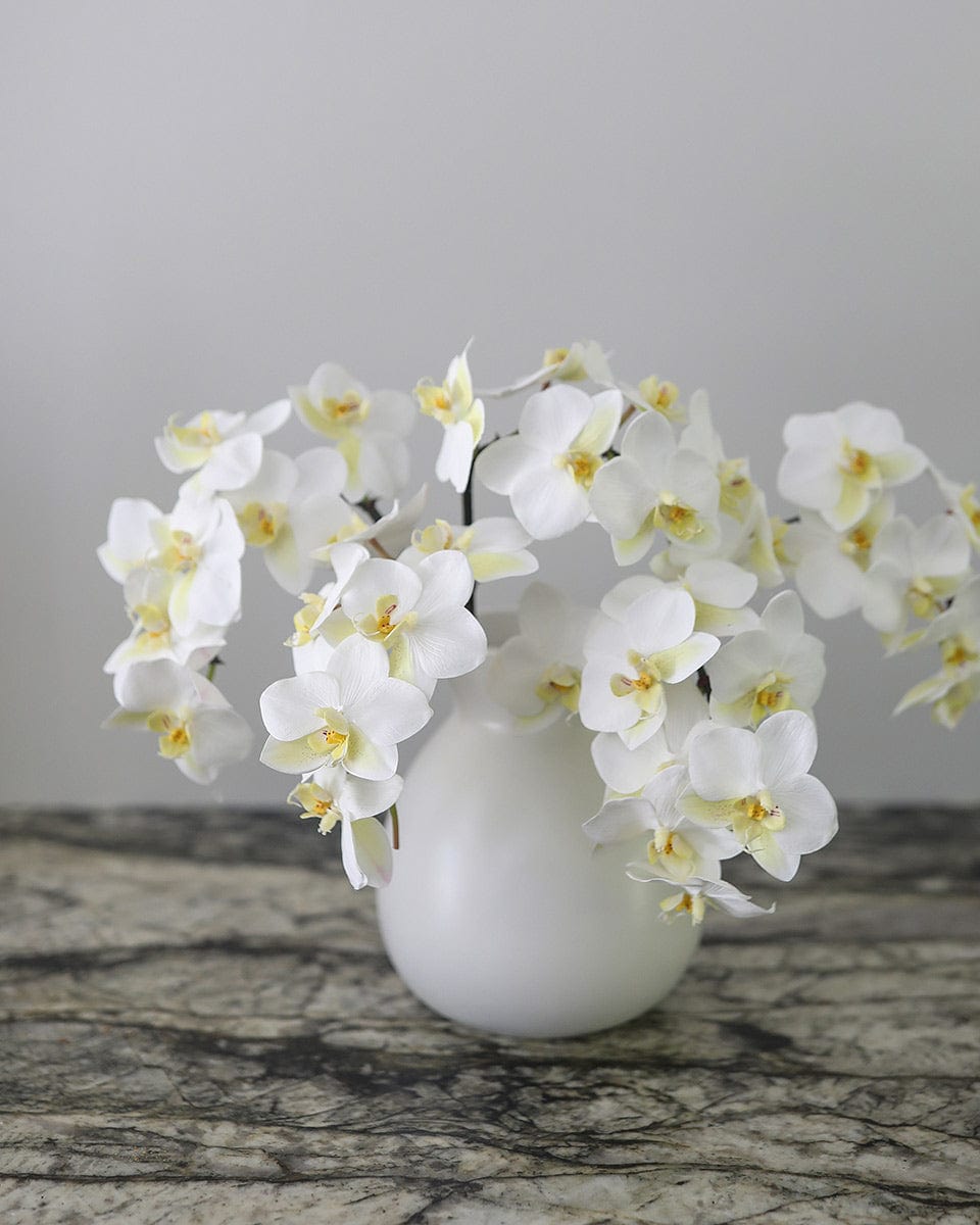White Orchid Phalaenopsis 23" - 2