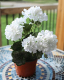 White Artificial Geranium Bush 15" - 1