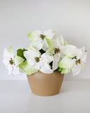 White Poinsettia 24” - 2