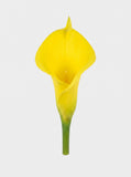 Large Calla Lily Single Stem - Yellow - bloom close-up (Studio Gray)