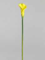 Large Calla Lily Single Stem - Yellow - full stem (Studio Gray)