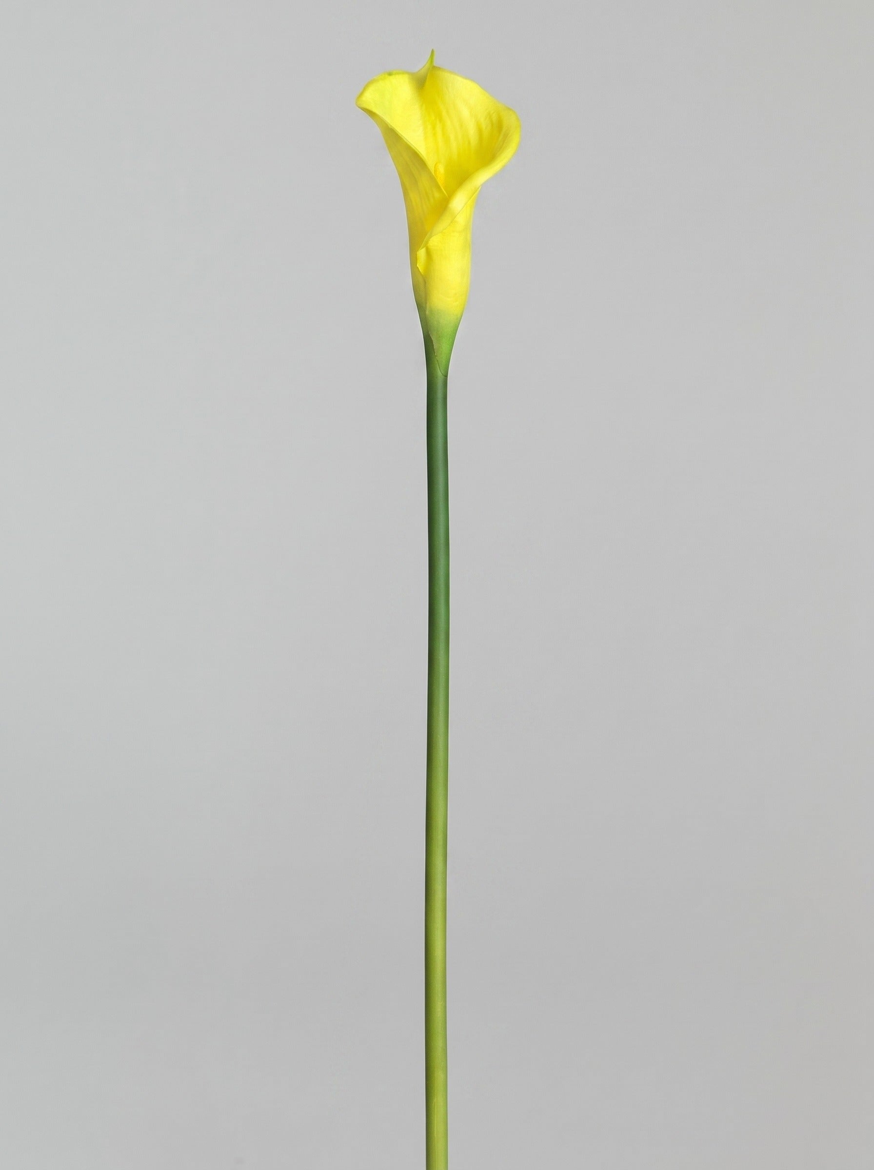 Large Calla Lily Single Stem - Yellow - full stem (Studio Gray)