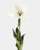 Cream White Tulip 22.5" - 3