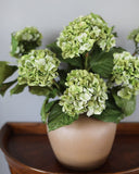Green Double Hydrangea 36" - 3