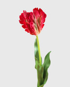 Real Touch Red Parrot Tulip 27" - 3