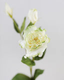 Real Touch Cream Green Lisianthus 22” - 3