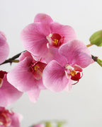 Pink Flowering Phalaenopsis Orchid 34" - 3