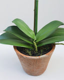 Faux Orchid in Terracotta Pot 19" - 3