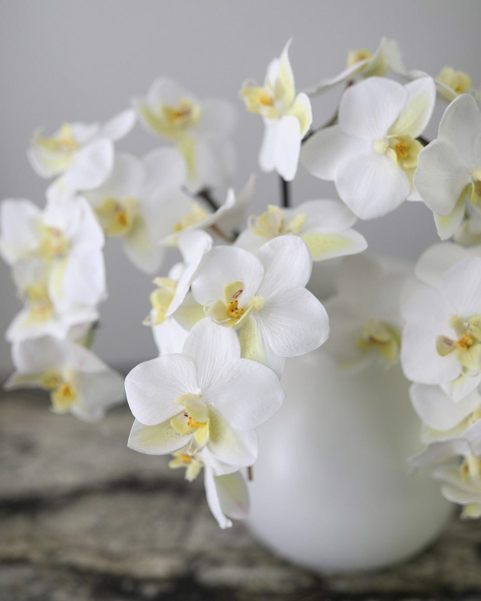 White Orchid Phalaenopsis 23" - 3