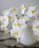 White Orchid Phalaenopsis 23" - 3