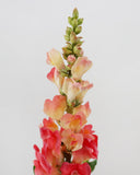 Real Touch Coral Snapdragon 23” - 3