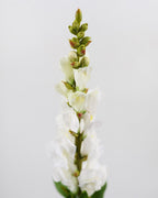 Real Touch Cream White Snapdragon 23” - 3
