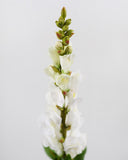 Real Touch Cream White Snapdragon 23” - 3