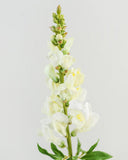 Real Touch Yellow Snapdragon 23” - 3