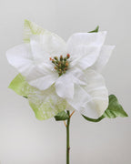 White Poinsettia 24” - 3