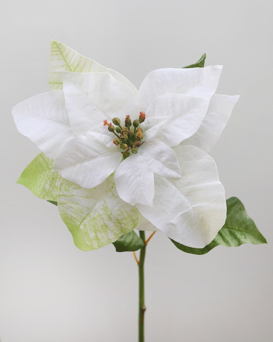 White Poinsettia 24” - 3