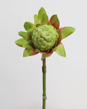 Faux Green Waratah Protea 16.5” - 3