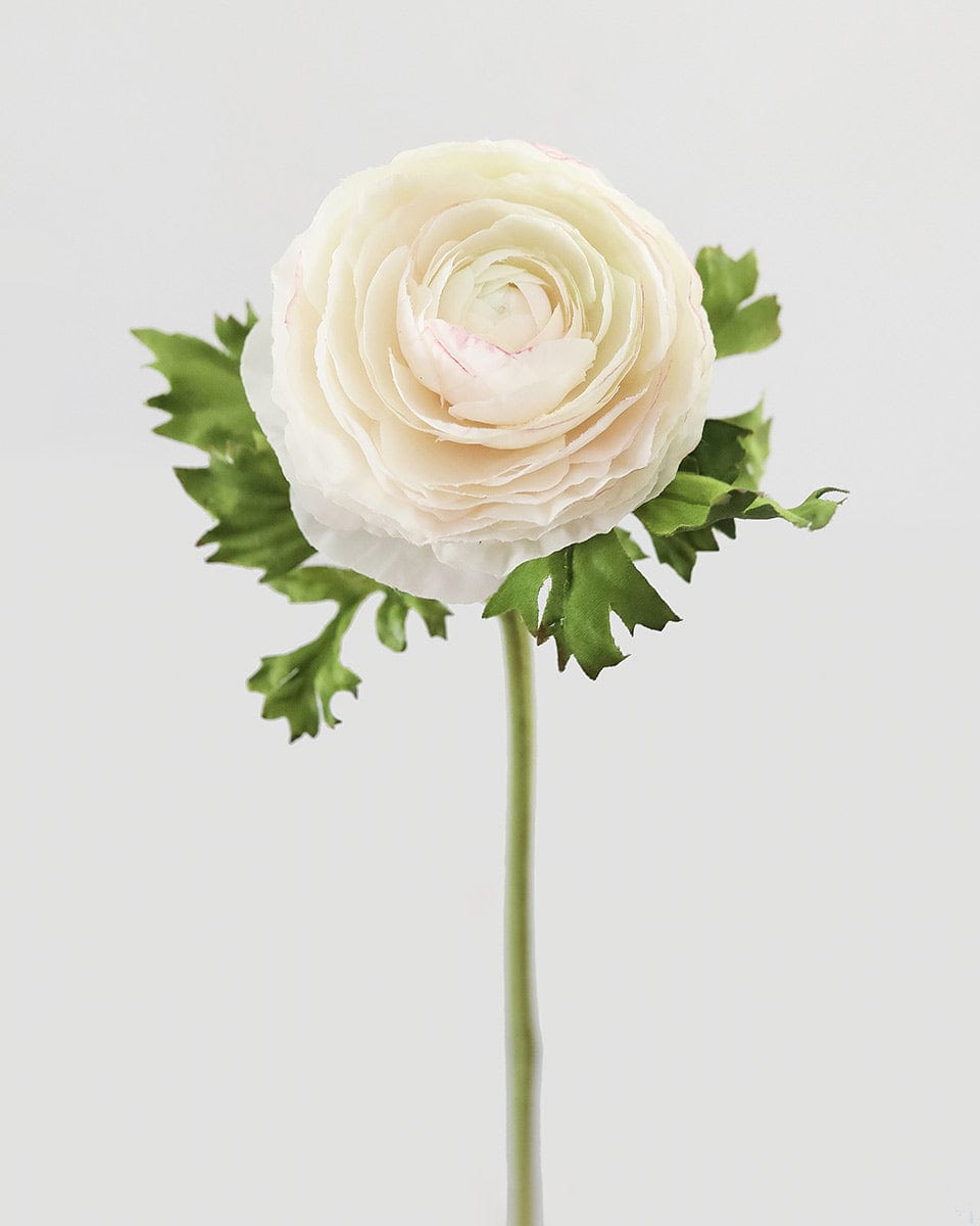 Cream Silk Ranunculus 21” - 3