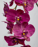 Deep Magenta Phalaenopsis Orchid 34" - 3
