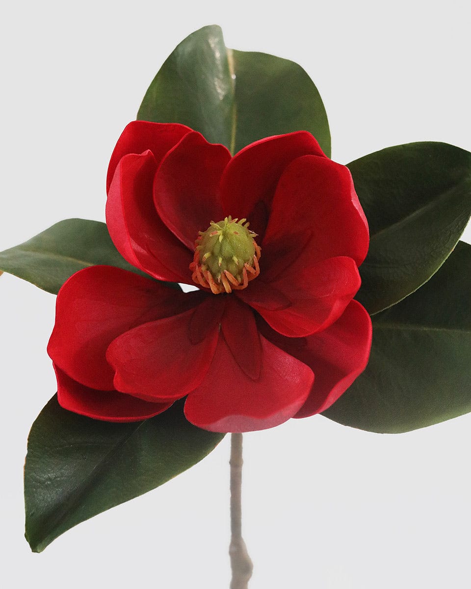 Crimson Red Magnolia 24" - 3