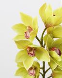 Green Cymbidium Orchid 41.5" - 3