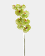 Green Phalaenopsis Orchid 33" - 3