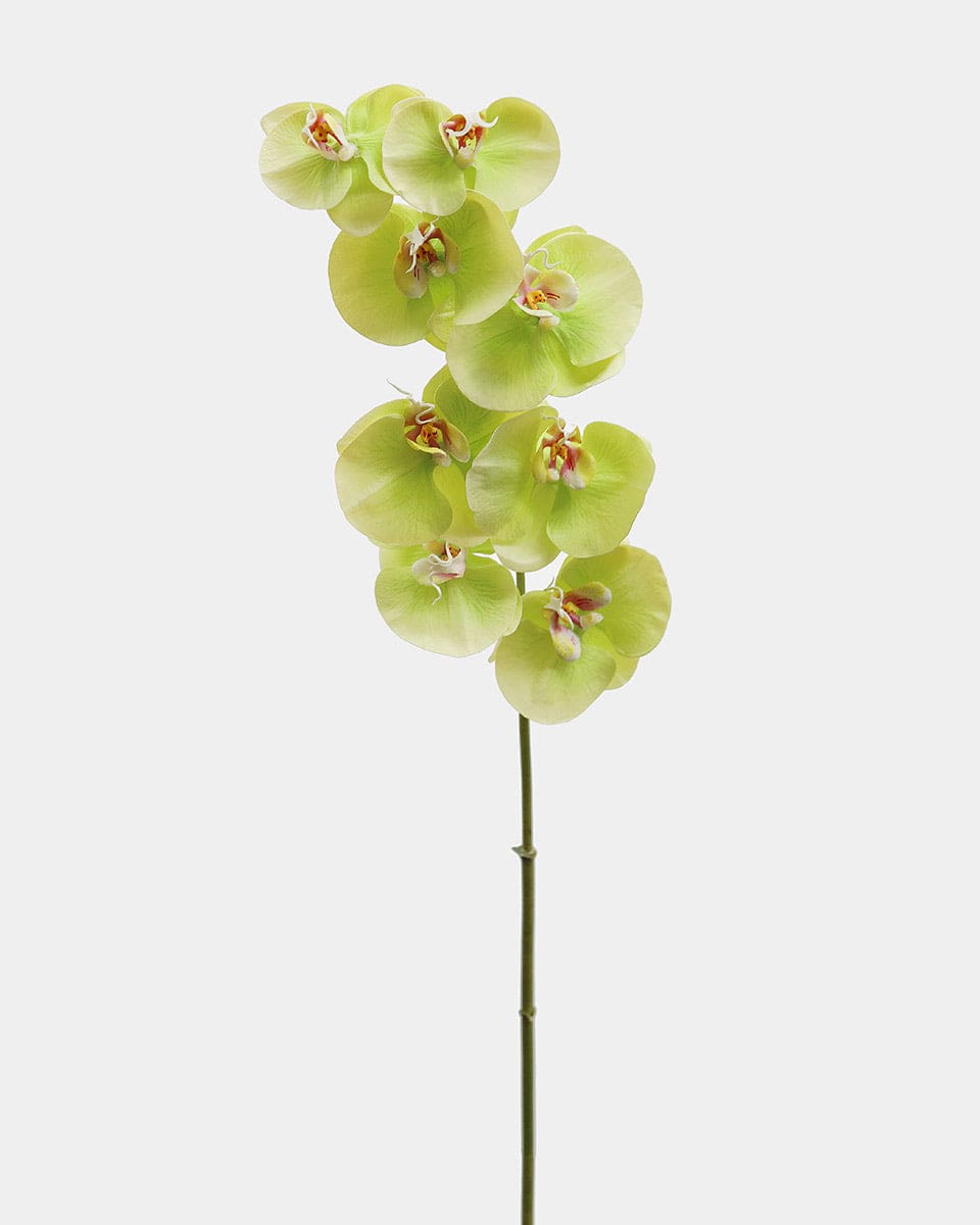 Green Phalaenopsis Orchid 33" - 3