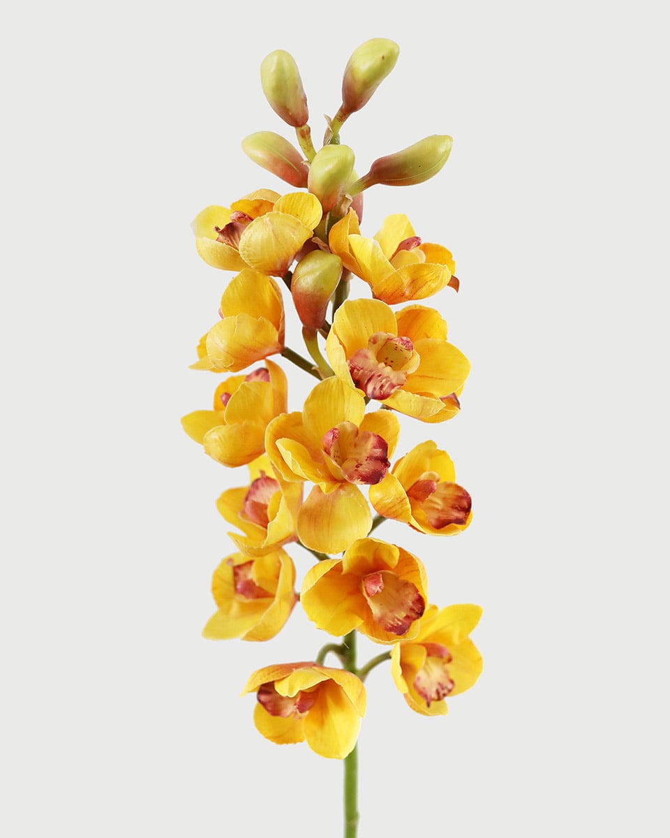 Yellow Orange Cymbidium Orchid 33" - 3