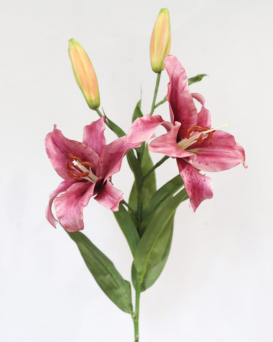 Plum Stargazer Lily 37.5" - 3