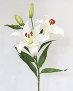 White Stargazer Lily 29" - 3