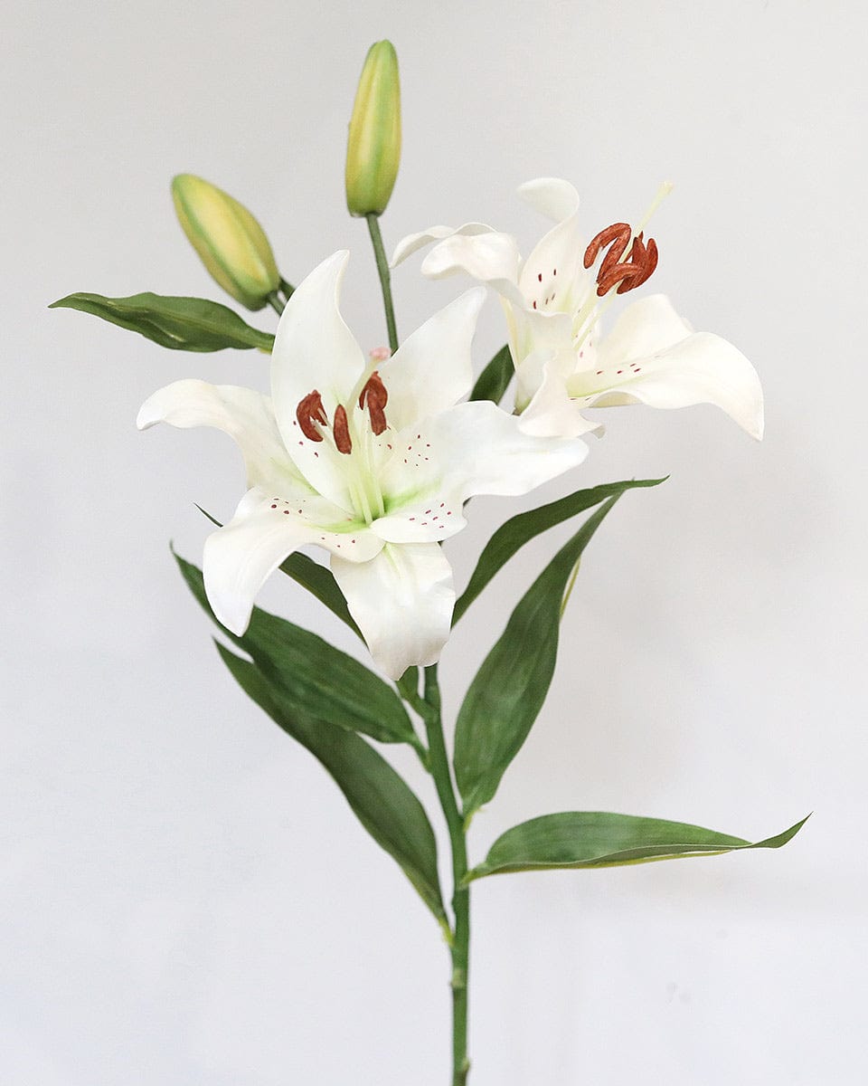 White Stargazer Lily 29" - 3